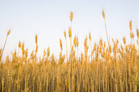 黄美丽的花朵,圣 · 约翰草黄美丽的花朵,圣 · 约翰草黄麦小穗田间