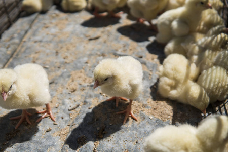 婴儿鸡, 小而非常漂亮的黄色小鸡被放置在金属网笼盒出售的公平。孵化鸡出售。农业。农业