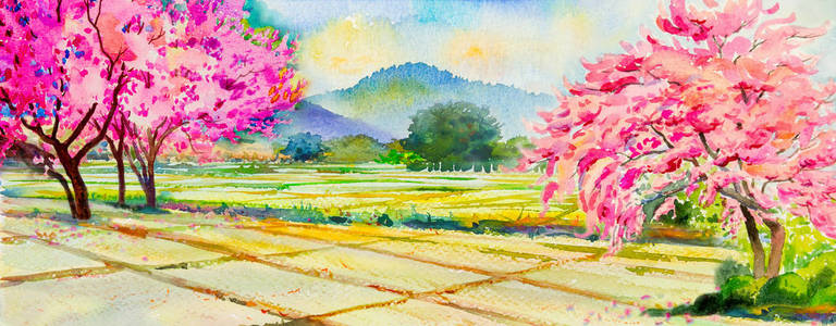 麦田蓝天风景画水彩风景的粉红色的野生喜马拉雅樱桃花, 麦田, 在春季