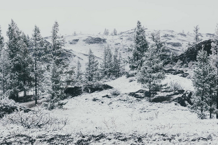 第一场雪下山谷中的冷杉树