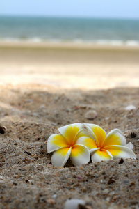 weie Frangipani Blume auf sand