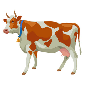 棕色和白色的牛，侧视图 分离