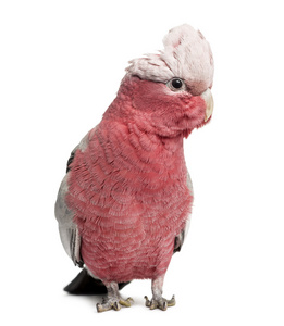 粉红凤头鹦鹉 2 岁 上白色孤立