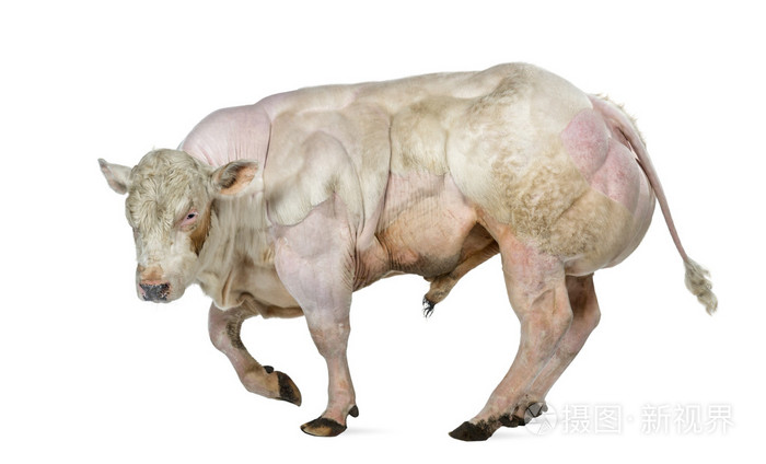 比利时蓝公牛 (8 月龄) 上白色孤立