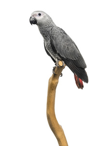 非洲灰鹦鹉 3 个月大 栖息在树枝上，隔离