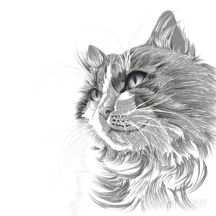 一只灰色的猫的头