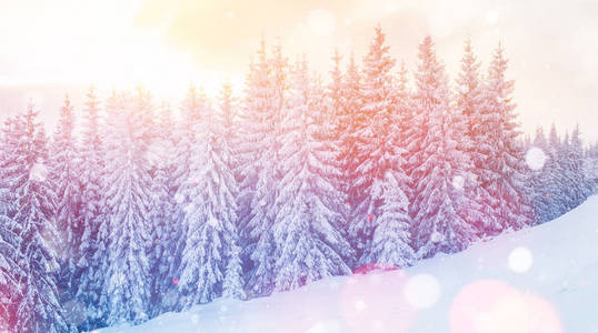 冬季景观树木和围栏在霜, 背景与一些柔和的亮点和雪花。新年快乐。欧盟, 乌克兰, 欧洲