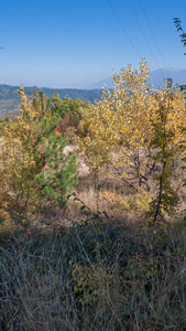 令人惊叹的秋季景观润山脉北部 Vlahina 山, 卢布尔雅那地区, 保加利亚