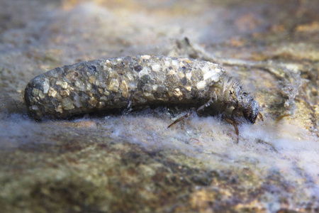 毛翅目.(石蛾).水下摄影.河栖所照片