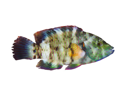 broomtail 苏眉鱼