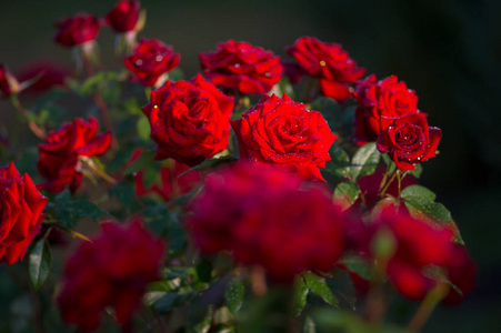 红玫瑰花在树枝上, 露珠在花园里