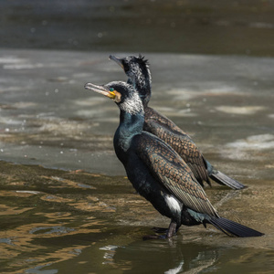 两个成年鸬鹚 Phalacrocorax 碳水化合物 在冰上休息, 荷兰