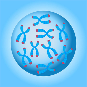 染色体细胞核