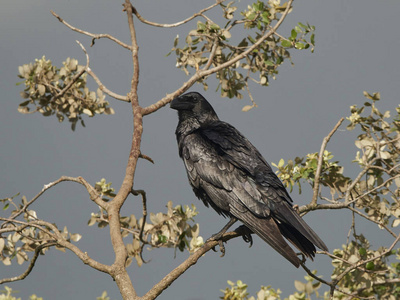 普通乌鸦Corvus Corax