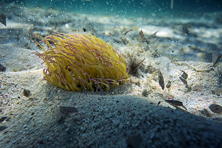 美丽的海生物