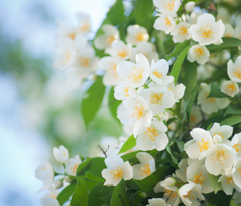 花卉茉莉花