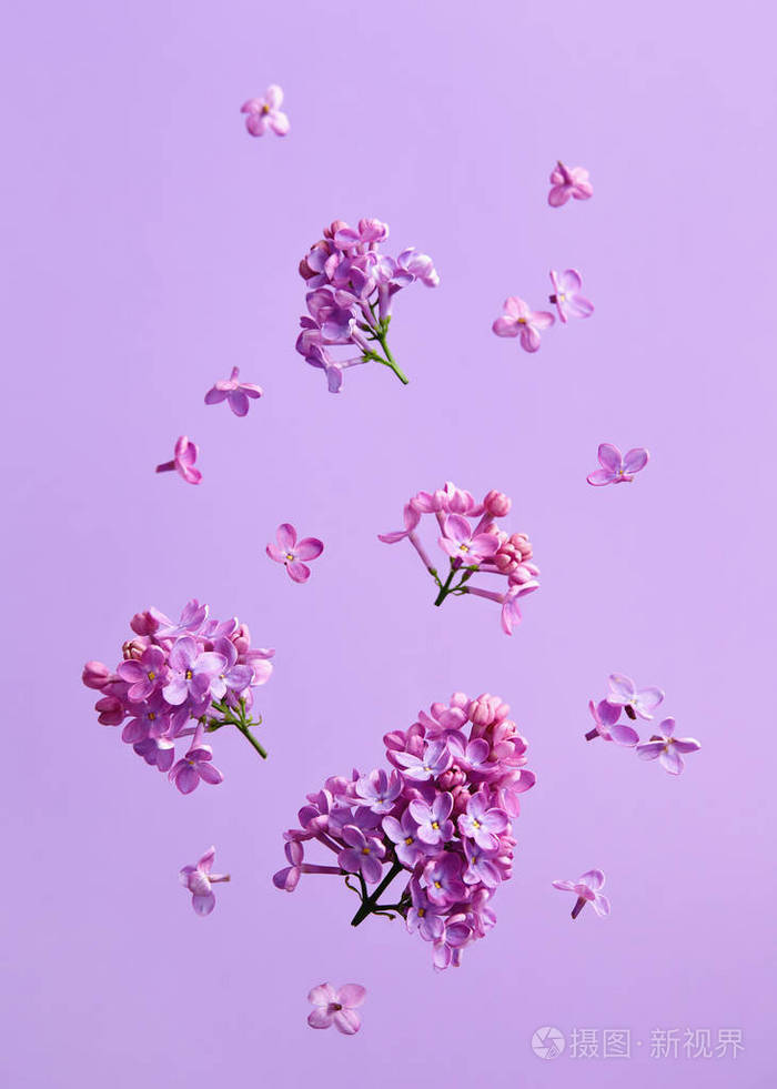 紫色背景丁香花开花