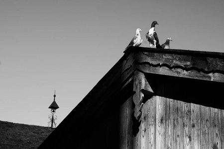 鸽子或鸽子在屋顶上