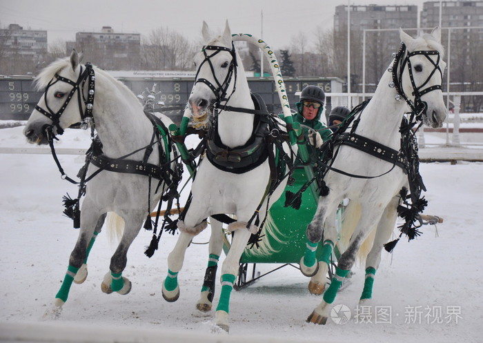 俄罗斯三驾马车束马