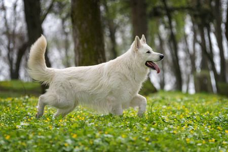 瑞士白德国牧羊犬