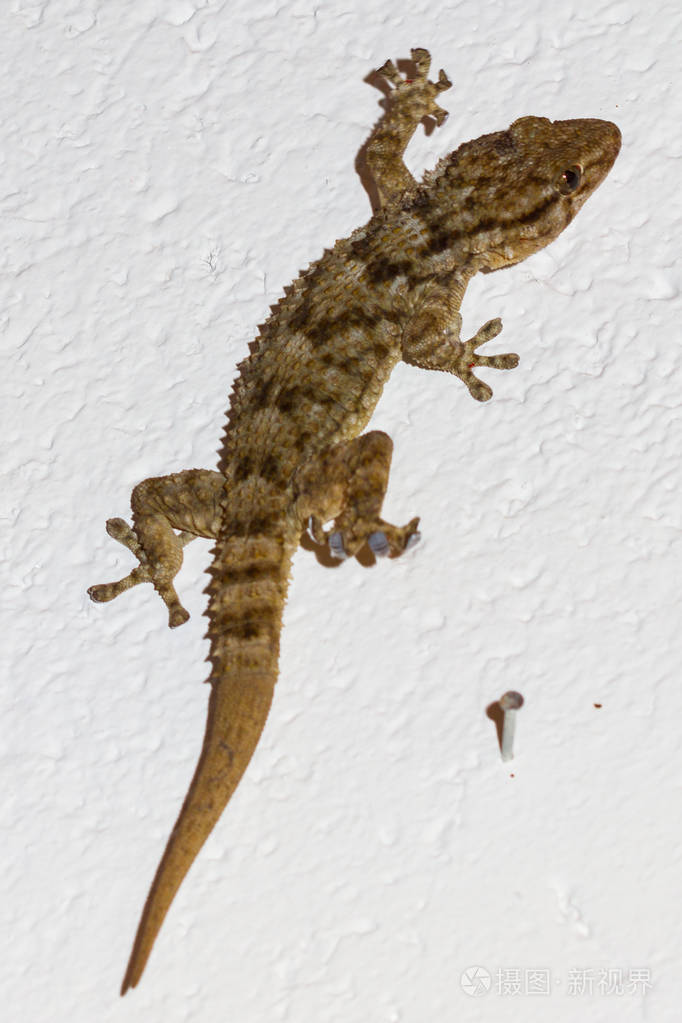 墙上的壁虎