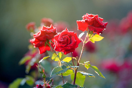 开花的美丽的红玫瑰，在夏季户外
