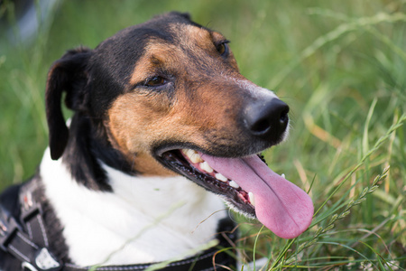 可爱的小猎犬狗躺在草丛中