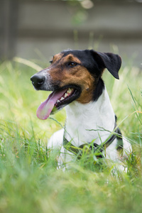 可爱的小猎犬狗躺在草丛中