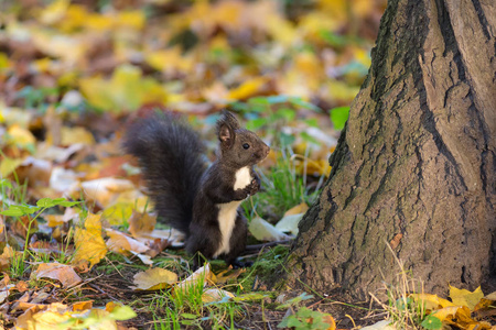 秋叶树下的黑松鼠