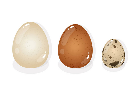 水煮的鹌鹑蛋图片