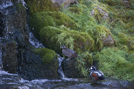 一对雄性和雌性丑角鸭 Histronicus Histronicus 在小瀑布上的岩石上