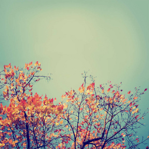 美丽的金色秋树树枝的底部视图图片