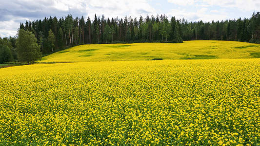 北欧美丽的油菜田图片