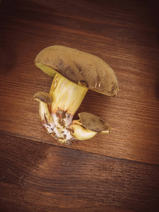背景木材和新鲜采摘的波兰蘑菇顶部的蘑菇在木质背景秋季蘑菇。烹饪美味的有机蘑菇。美食食品