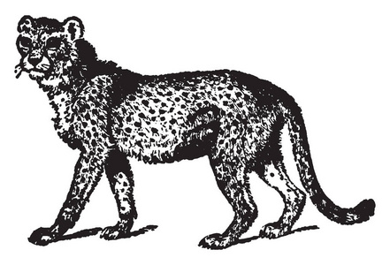 猎豹是 Felinae 的大型猫科动物, 主要发生在东非和南部非洲, 复古线条绘画或雕刻插图