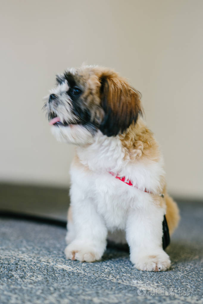 年轻可爱的tzuh小狗肖像