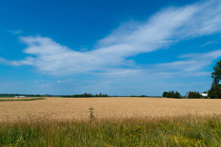 蓝色天空和空白的成熟玉米田的风景为 tex