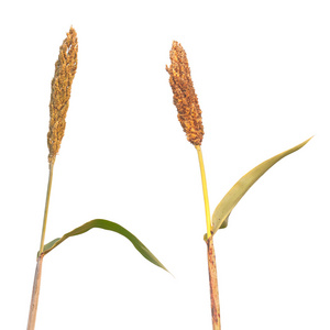 孤立的白色背景上的野生成熟小米照片