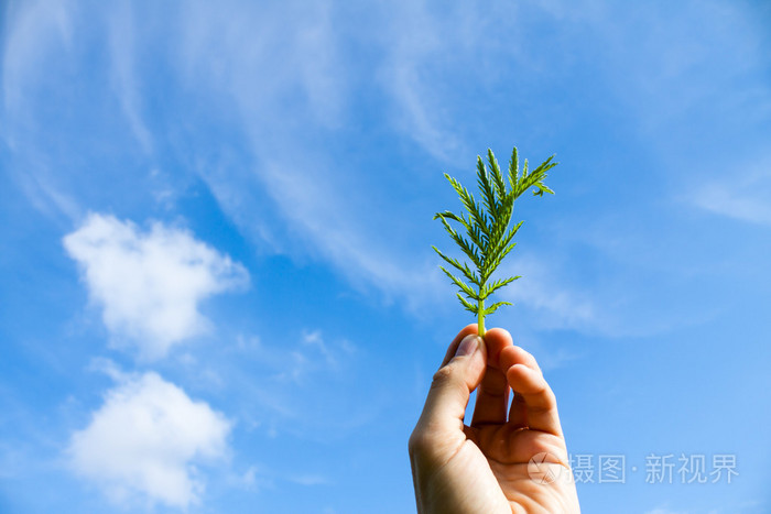 手与花在蔚蓝的天空云的照片