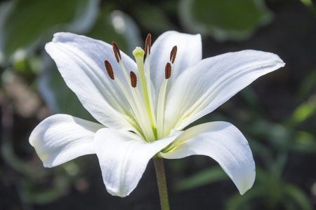 白百合花卉在花园 浅层的自由度