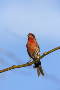 家朱雀，carpodacus mexicanus