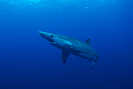 鲨鱼皮蓝色鲨鱼照片