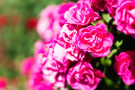粉红玫瑰鲜花背景
