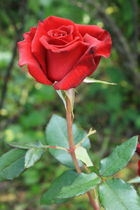 玫瑰茶品位的花束。红玫瑰。乌克兰西部的性质。花从花园装饰
