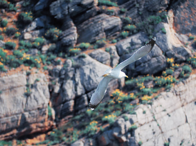 Seagul 飞越群山附近的海面