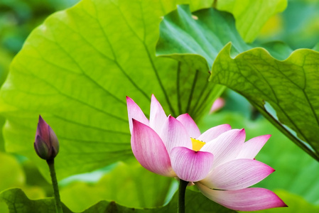 美丽的粉红色睡莲或莲花花，在池塘里