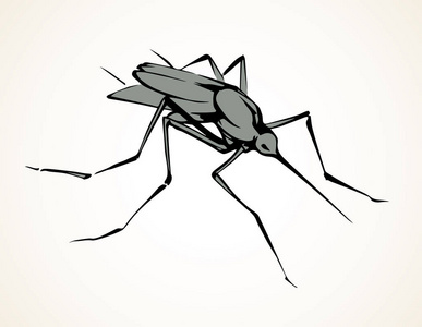 绘图的蚊子图片