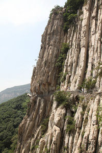 在邵山中国林