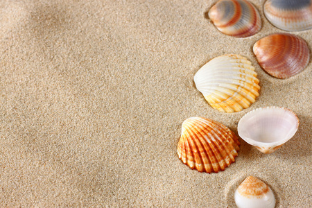 海贝壳在海滩上的沙子上