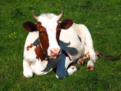 有趣的奶牛在田野里。欢快的母牛躺在草地上, 显示舌头